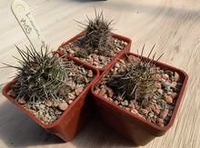 Lobivia aurea depressicostata P185