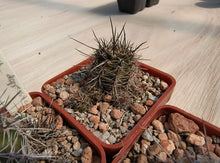 Lobivia aurea depressicostata P185