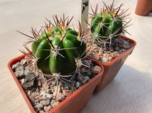 Lobivia caineana v.albiflora R197a