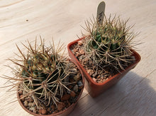 Lobivia lateritia KK1351