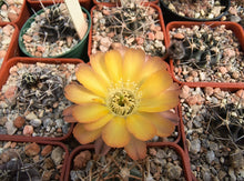 Acanthocalycium thionanthum v. copiapoides P54
