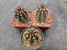 Echinocereus pamanesiorum v. bonatzii 'La China'