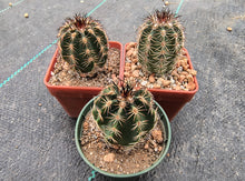 Echinocereus pamanesiorum v. bonatzii 'La China'