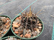 Lobivia aurea v. luteiflora R711d