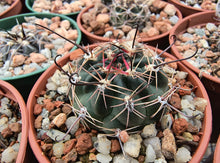 Lobivia haematantha P238