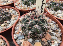 Lobivia haematantha P238
