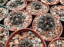 Lobivia haematantha P238