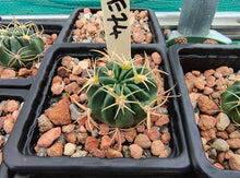 Lobivia cardenasiana SE74