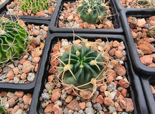 Lobivia cardenasiana SE74