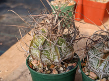 Astrophytum capricorne