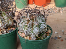 Astrophytum capricorne