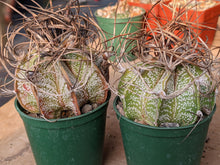 Astrophytum capricorne major