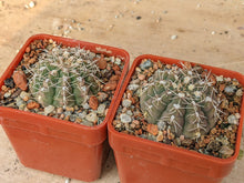 Gymnocalycium ragonesei x baldianum