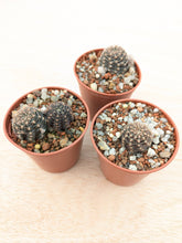 Lobivia densispina var. rebutioides JS213