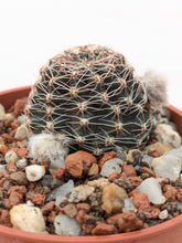 Lobivia densispina var. rebutioides JS213