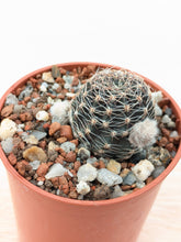 Lobivia densispina var. rebutioides JS213