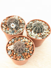 Lobivia densispina v.rebutioides JS213a