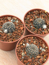 Lobivia haematantha v. rebutioides OF72-80