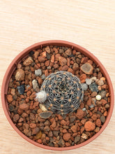 Lobivia haematantha v. rebutioides OF72-80