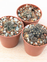Lobivia arachnacantha FR360