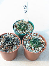 Lobivia cinnabarina JO13