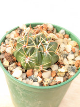 Lobivia cinnabarina JO13