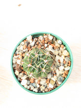 Lobivia cinnabarina JO13
