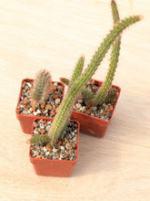 Cleistocactus baumannii VoS 2883