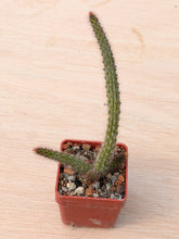 Cleistocactus baumannii VoS 2883