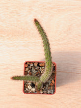 Cleistocactus baumannii VoS 2883