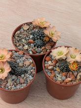 Mediolobivia pygmaea v. digitiformis KK1467