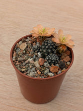 Mediolobivia pygmaea v. digitiformis KK1467