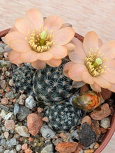 Mediolobivia pygmaea v. digitiformis KK1467