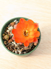 Mediolobivia pygmaea friedrichiana R646