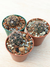 Lobivia haematantha var. hualfinensis “fechseri” WR230