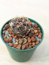 Lobivia haematantha var. hualfinensis “fechseri” WR230
