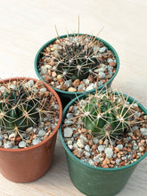 Lobivia lateritia v. rubriflora R306