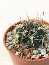 Lobivia lateritia v. rubriflora R306