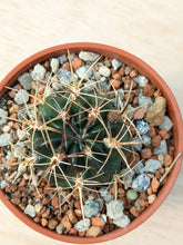 Lobivia lateritia v. rubriflora R306