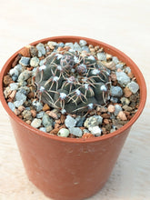 Gymnocalycium quehlianum P202