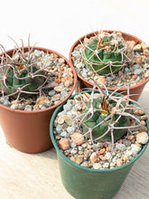 Gymnocalycium carminathum v.montanum SL35a