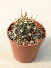 Lobivia maximilliana caespitosa R57