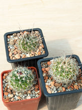 Stenocactus zacatacasensis PP63