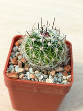 Stenocactus zacatacasensis PP63