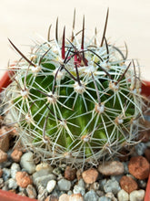 Stenocactus zacatacasensis PP63