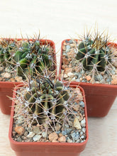Echinopsis leucantha RH3608
