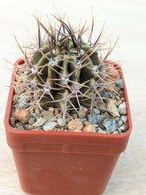 Echinopsis leucantha RH3608