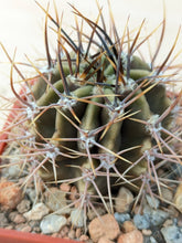 Echinopsis leucantha RH3608