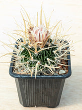 Stenocactus erectocenterus