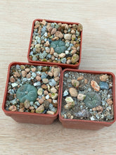 Lophophora williamsii VZD037